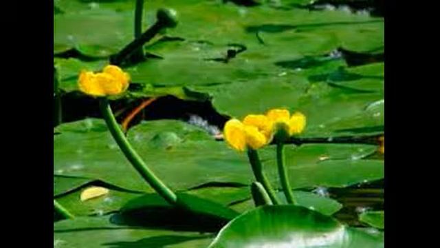 белая водяная лилия- кувшинка. Кубышка жёлтая водяная лилия в пищу
