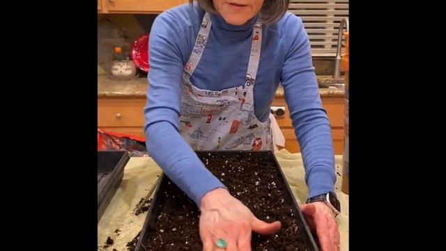 How to Start Seeds Indoors | Planting Petunia Seeds