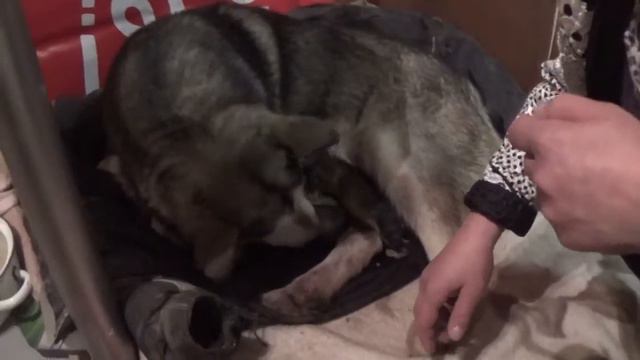 Щенки аляскинского маламута