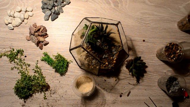 Процесс изготовления флорариума с суккулентами, мастерская NicePlants