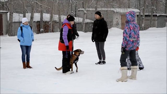 собака телохранитель
