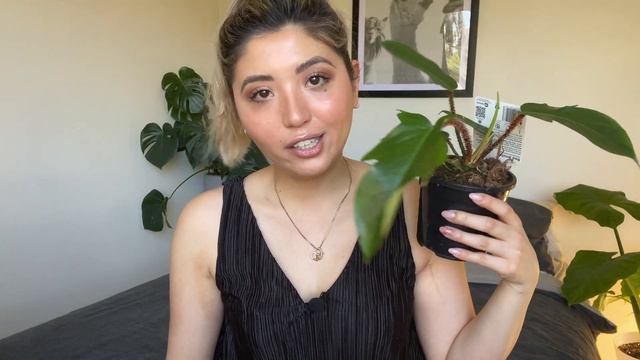 UNCOMMON PLANT HAUL | NEW PLANTS SEPTEMBER 2020