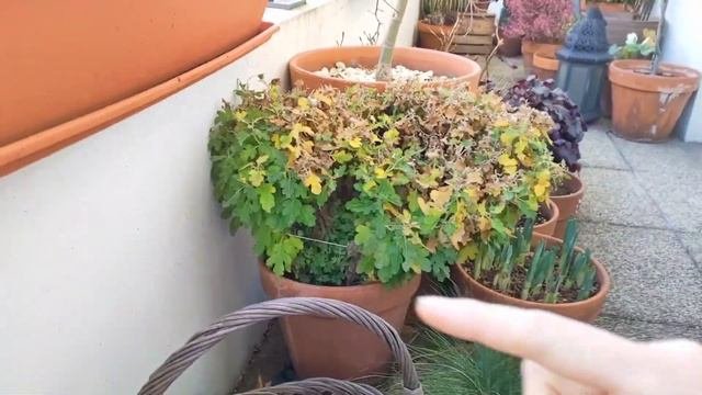 February Container Garden Tour