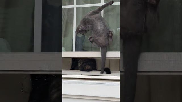 Acrobatic Kitty Climbs up Window Screen   ViralHog
