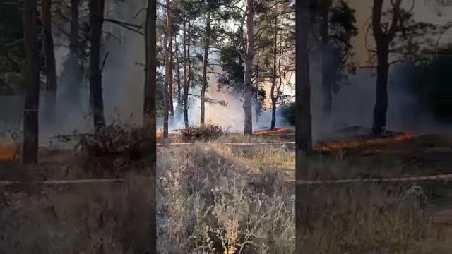 В Медовке Рамонского района тоже горит лес...