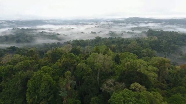 Deep Forest Music for Sleep - Relaxing Nature Sounds