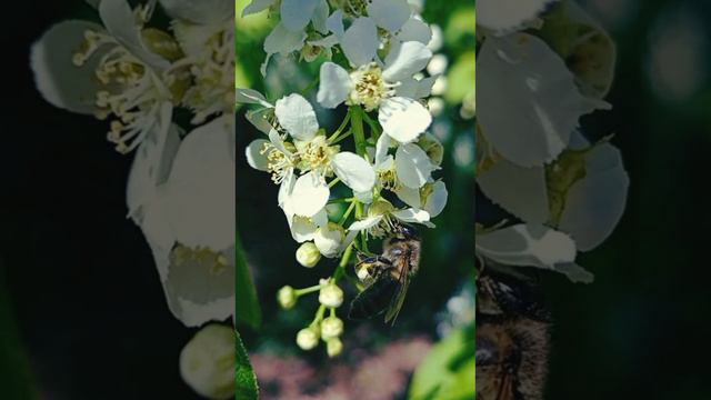 Черёмуха-колыбельная. (припев)