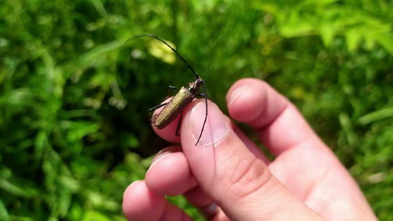 Мускусный усач (Aromia moschata) ловим на зонтичных цветах. Проверил выход Жуков-отшельников.