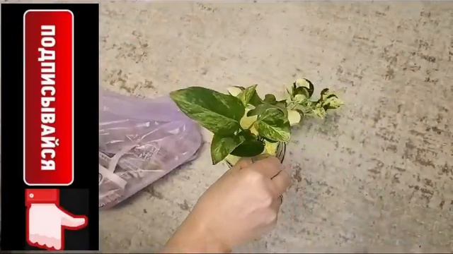 Распаковка эпупремнумы и сингониум