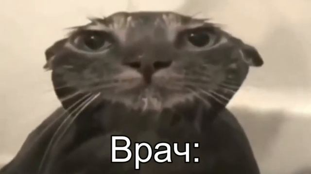 Мокрый кот смотрит в камеру