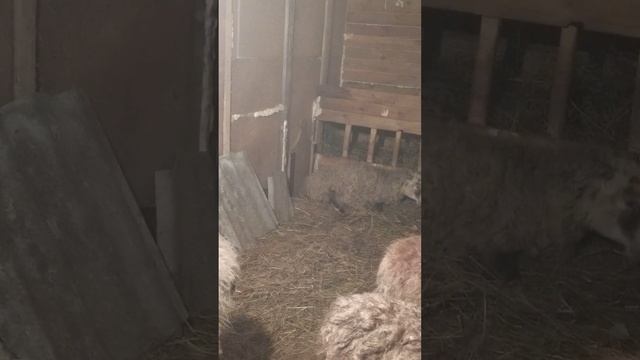 Роды у овец - 3 февраля, 2023 года , Вот почему нужно смотреть за родами овец, чуть не умер ягнёнок