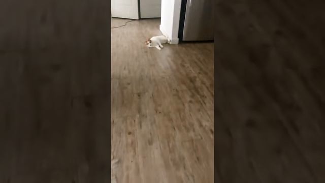 кот вратарь