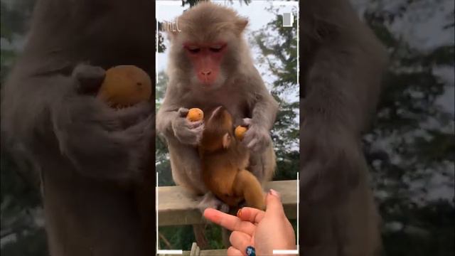 The Best of Monkey Videos - A Funny Eating Monkeys Compilation Ep185