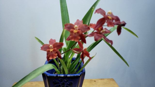 빨간꽃 온시디움  난초* - "레드 랑데뷰"《Oncidium Alliance Orchid Wilsonara Space mine " Red Rendezvous "》