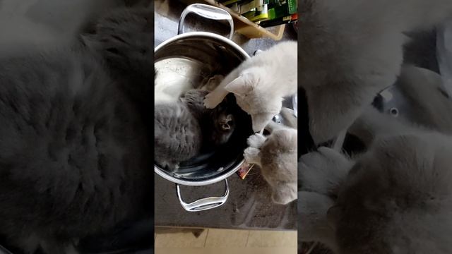 Котёнок залез в кастрюлю.mp4