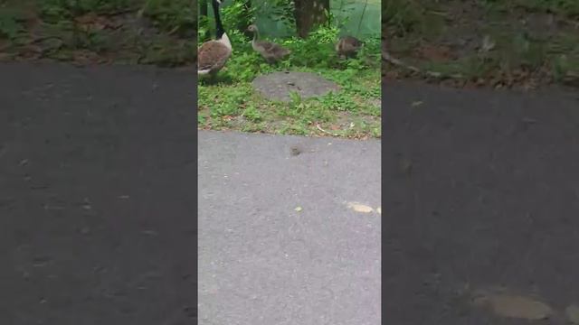 Гуси-гуси, га-га-га! #моя_америка