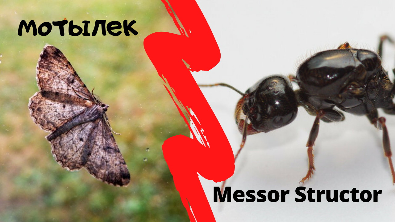 Муравьи Messor Structor ловят мотылька