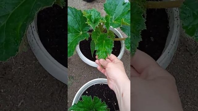 8 июня. Опять дожди.