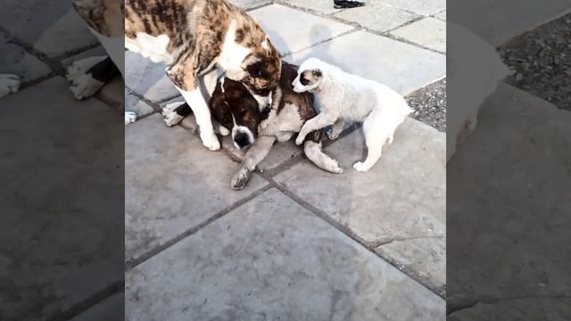 VID_42140215_204438_185.mp4