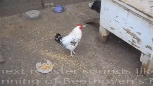 Musical Roosters