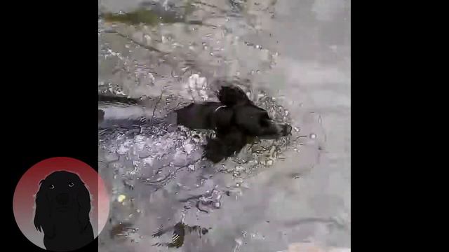 Русский спаниель
