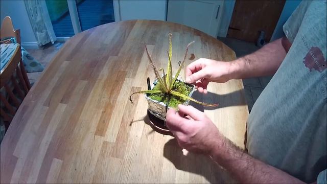 The King Sundew (Drosera regia), care and conditions.