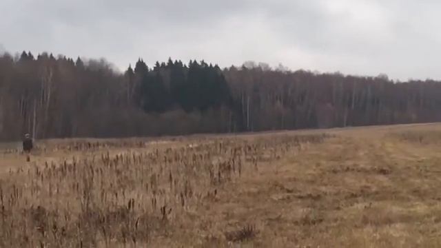 Головинка, добор фазана