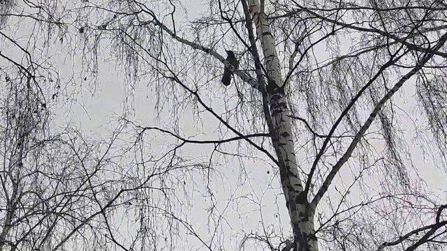 Аллахымы жар салган сагызган