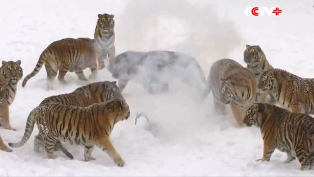 Амурские тигры съели дрон