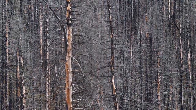 BURNT OUT in Waterton National Park