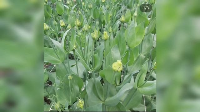 InShot_20221016_183411700.mp4