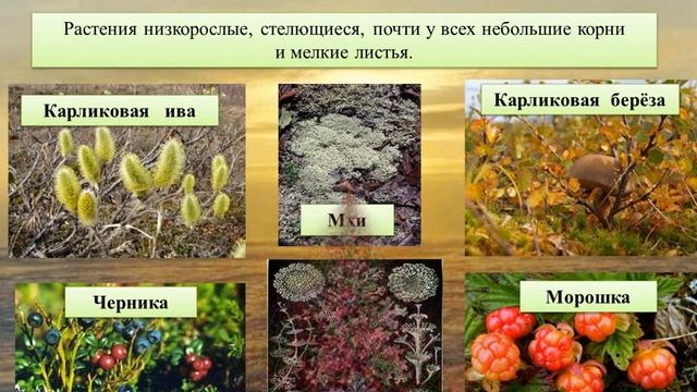 Окружающий мир Тундра Арктика Ледяная зона