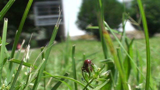 лёт амазонки Polyergus rufescens