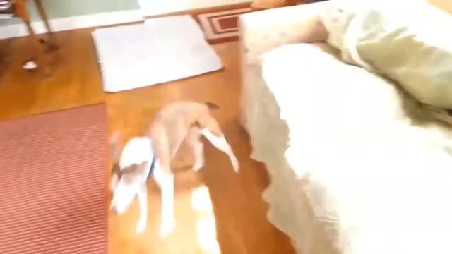 Самое смешное видео про животных! Смотреть всем обязательно!