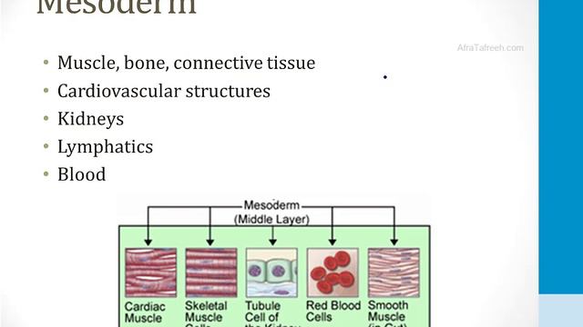 Reproductive - 1. Embryology - 3.Germ Layers atf