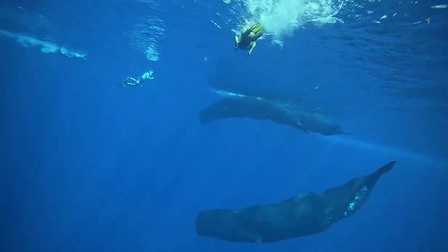 Плавание с китами на Маврикии  Май 2023