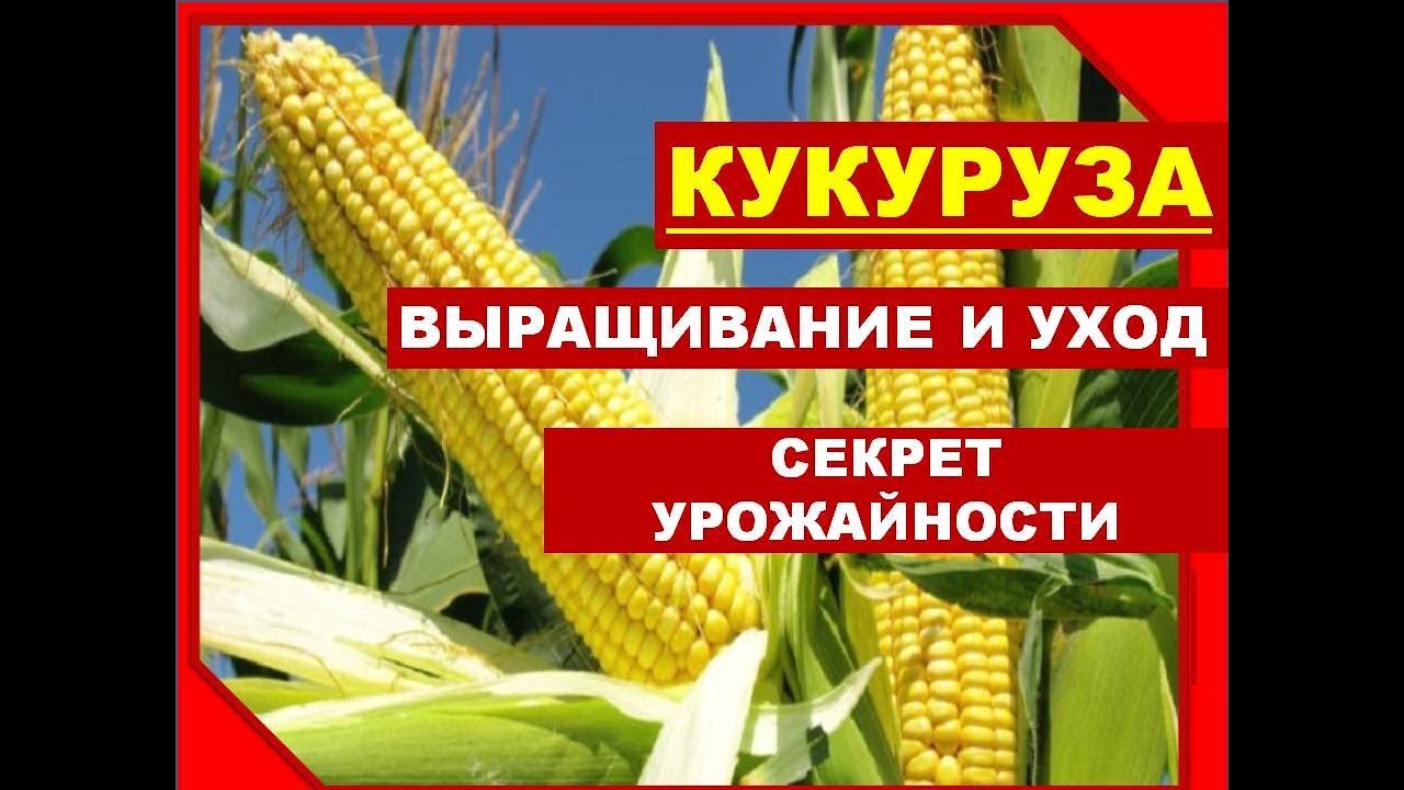 Секреты выращивания КУКУРУЗЫ_ Как выращивать кукурузу в Сибири. Кукуруза на даче_ посадка и уход