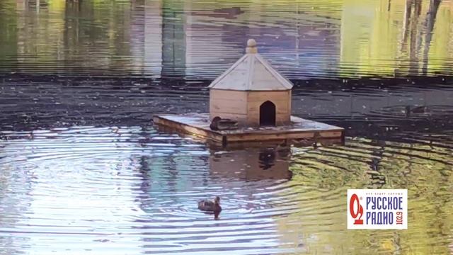 Дикие утки в центре Ханты-Мансийскп