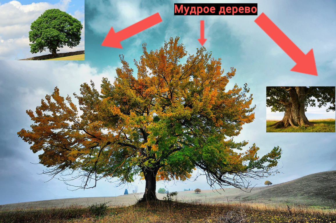 Мудрое дерево