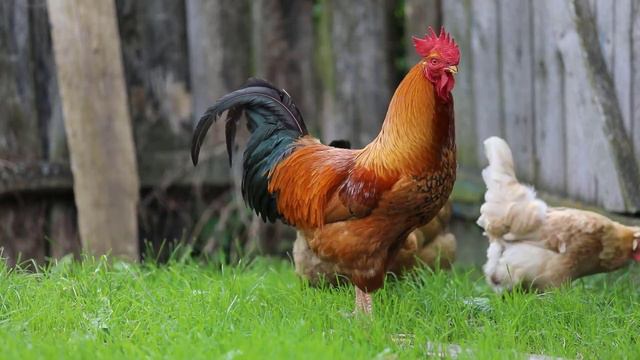 Учим Животных на английском лошадь обезьяна Тигр Развивающие Мультики