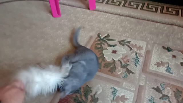 Буся и воротник.