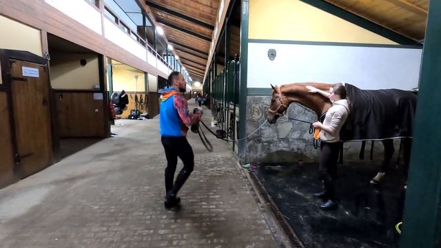 Как завести лошадь в мойку. 4 реальных способа уговорить лошадь зайти в мойку.