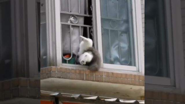 Просто кость широкая ?