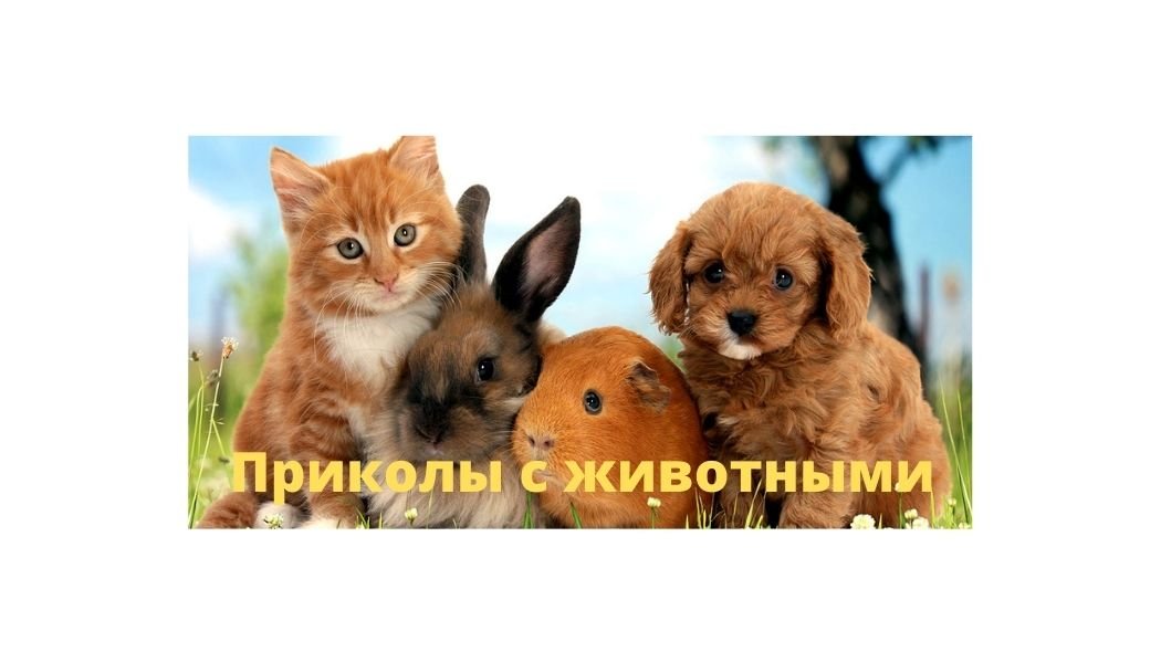 Самые смешные животные _ Приколы с котами и собаками