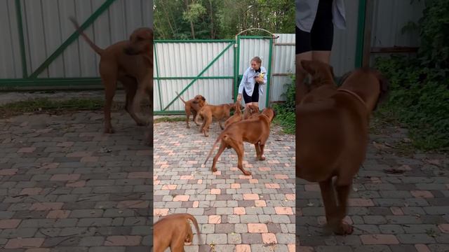 Море риджбеков 😆 родезийский риджбек, наш питомник Ridge’s Star