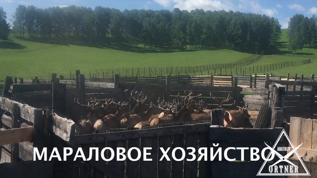  " НАШ ГОРНЫЙ АЛТАЙ" -ТРЕЙЛЕР