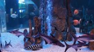 Океанариум Архипо-Осиповки - Морские обитатели. Screen dream - Marine fish