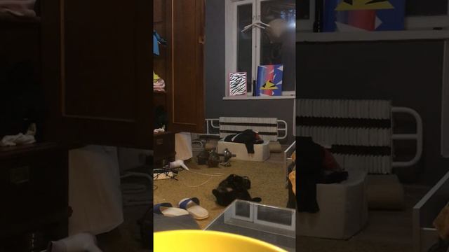 Отель для кошек. МЛК