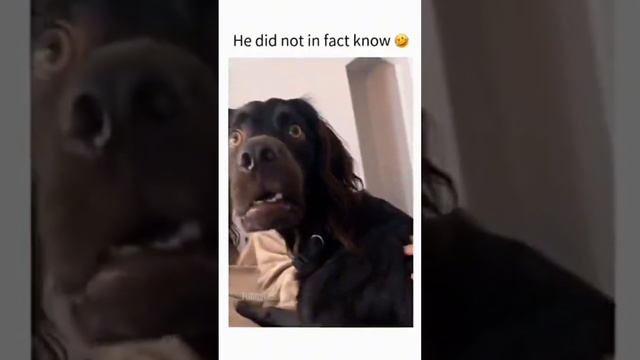 Watch these Doggie Funnies for a brighter day #funnydogs #funnyfurryfriends #cutedogs