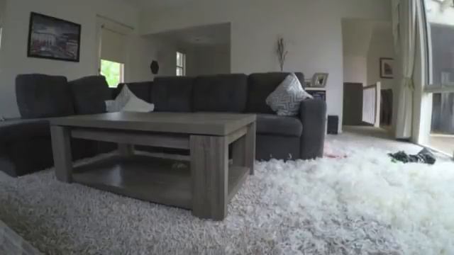 Французский Бульдог разрывает Подушку  French bulldog